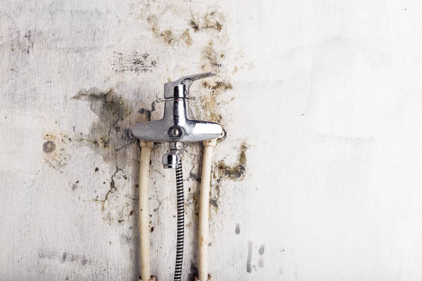 Best Mold Removal Near Me  in Graham, TX