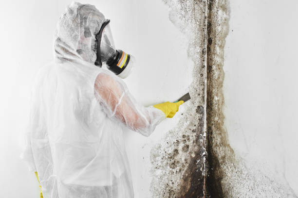 Best Same-Day Mold Removal  in Graham, TX