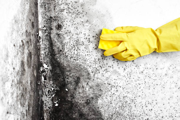 Mold Removal Process in Graham, TX