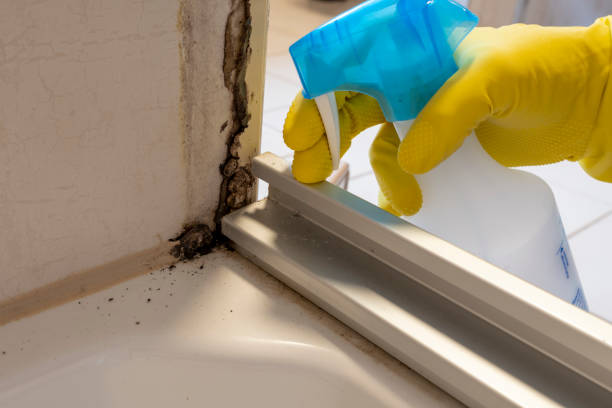 Best Mold Damage Repair  in Graham, TX