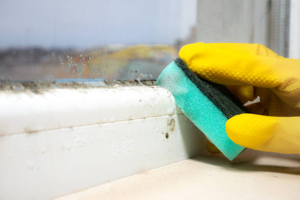 Best Attic Mold Removal  in Graham, TX