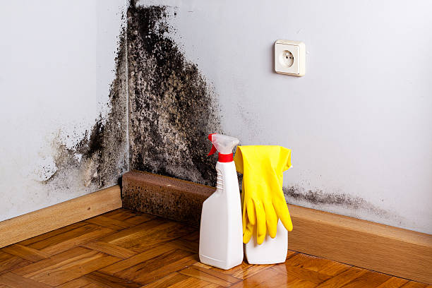 Best Mold Inspection  in Graham, TX