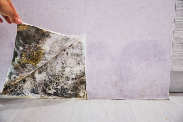 Professional Mold Removal in Graham, TX